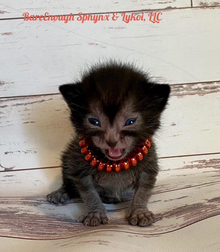 One more photo of a small Lykoi kitten. About 2 weeks old. It’s sitting on a vinyl surface with a white worn wood pattern body and head facing the camera. It has bright blue eyes and is opening its mouth in a yelling meow. The eyes are squinting to match its scrunched up expression. It’s covered is soft black fur, but the legs and feet are sprase in fur. Around the eyes and mouth is a pink mask of furless skin. It’s wearing a large glossy red beaded necklace.