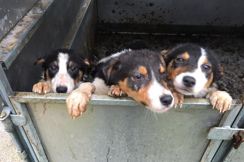 'The New Law on Selling Puppies in Wales &amp; What it Means' Huge thanks <a href="/WalesOnline/">WalesOnline 🏴󠁧󠁢󠁷󠁬󠁳󠁿</a> for highlighting the #LucysLaw4Wales 🏴󠁧󠁢󠁷󠁬󠁳󠁿 ban on cruel 3rd party dealers &amp; all breeders becoming accountable. Thanks again everyone who made this possible: walesonline.co.uk/news/wales-new… #wheresmum #adopt