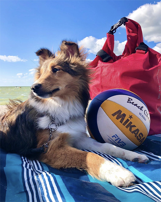 MikasaUSA's tweet photo. Volley dog vibes 🏐🐕 @callie.sheltie #beachchamp #beachvolleyball #volleyball #mikasaworld #mikasausa https://t.co/dl4rByW5tH