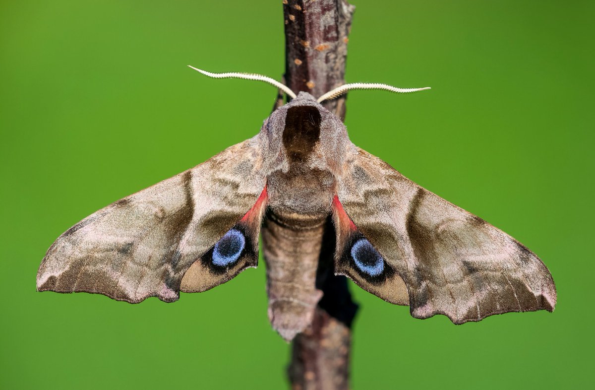  @Anna_May28 Hawk moths are often quite large, but that's exactly what I want to see you eat. I believe this prolific pollinator would be an excellent addition to your meal rotation.