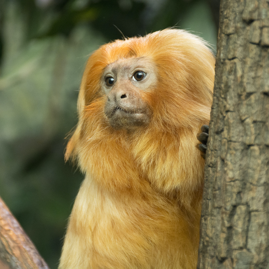 GSOSciCenter's tweet photo. It’s #WorldRainforestAwarenessWeek! 🌎 Tropical rainforests such as the Amazon are some of the most biodiverse ecosystems on the planet. Featuring fish, reptiles, and mammals – our Amazon exhibit is one of our most diverse systems! https://t.co/FgO1OCmv6z