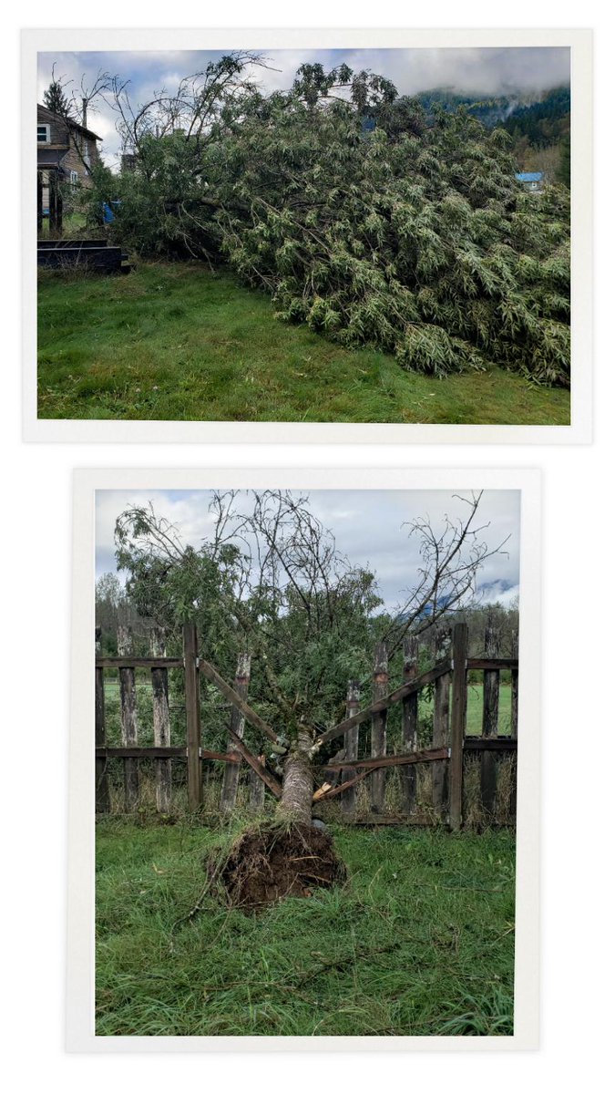 HannahAarestad's tweet photo. @pulte We could use some help fixing what the storm did last night ⛈🌬 https://t.co/2v6qUEMn6U