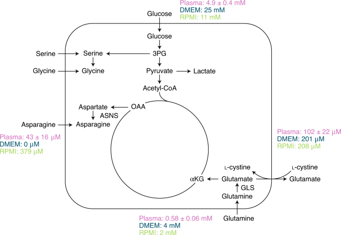 NatMetabolism's tweet photo. Online now! Mind your media https://t.co/wLqZd7vo1C https://t.co/4rfxN6Sb54