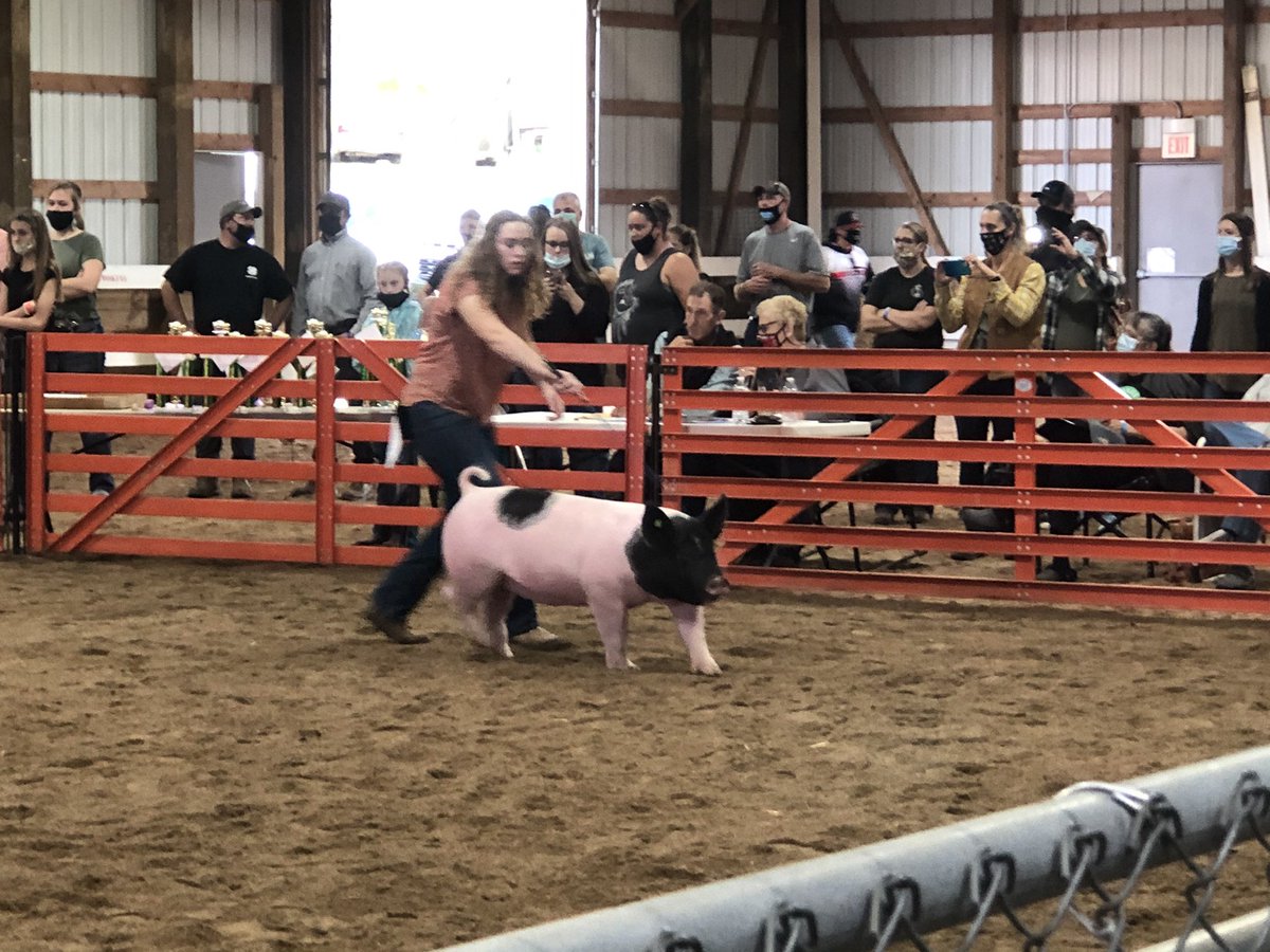 FUHS_Mrs_K's tweet photo. Pigs, pigs, pigs! 🐽 #FalconPride #fcf2020 https://t.co/lV7rjx8lQO