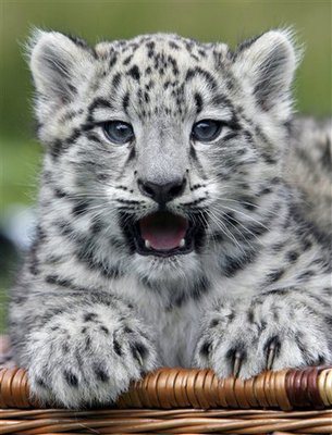 SnepBot's tweet image. AUWWRRRRR