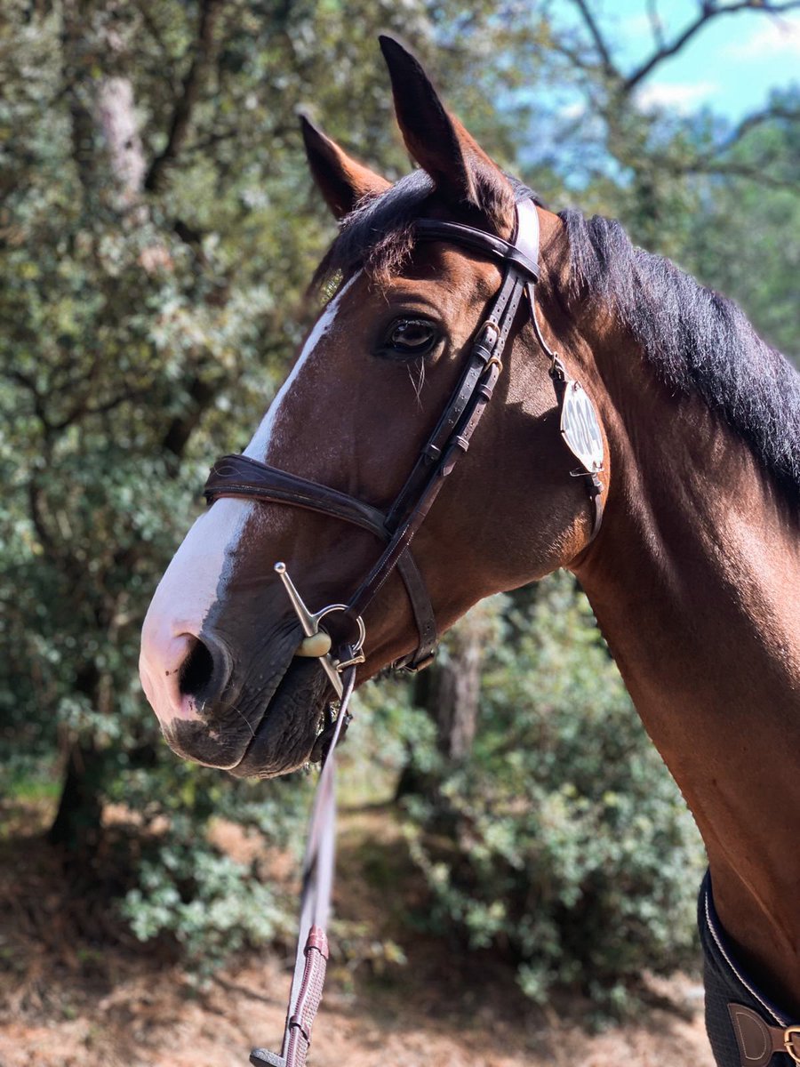 cedric_angot's tweet photo. Alors voilà, les chevaux sont bien arrivés pour 15 jours de CSI 1 et 2* à Royan. La visite vétérinaire est ok pour tout le monde! Ici Au Grand Galop dans sa jolie couverture Dy’on  💯✌🏼

📷 DR https://t.co/TthgYnDOto