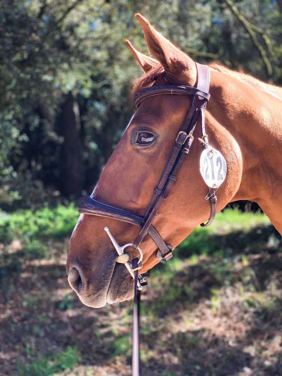 Alors voilà, les chevaux sont bien arrivés pour 15 jours de CSI 1 et 2* à Royan. La visite vétérinaire est ok pour tout le monde! Ici Au Grand Galop dans sa jolie couverture Dy’on  💯✌🏼

📷 DR