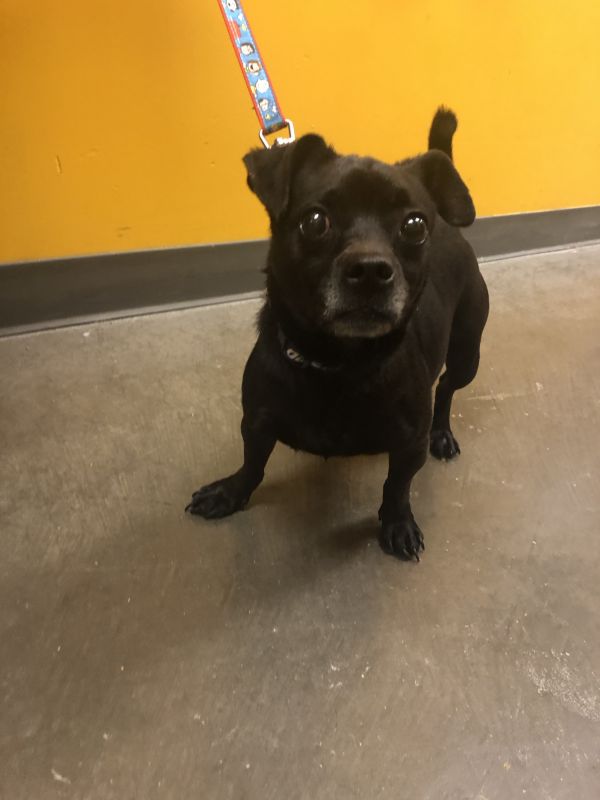 greene_humane's tweet photo. Meet Astro🐶, a very handsome chihuahua pug mix. While a little shy at first, Astro is extremely affectionate and loves both treats and walks on a leash. For more information about adopting Astro, click below
https://t.co/iJ35eKfJ9L https://t.co/a9pcN4U34T