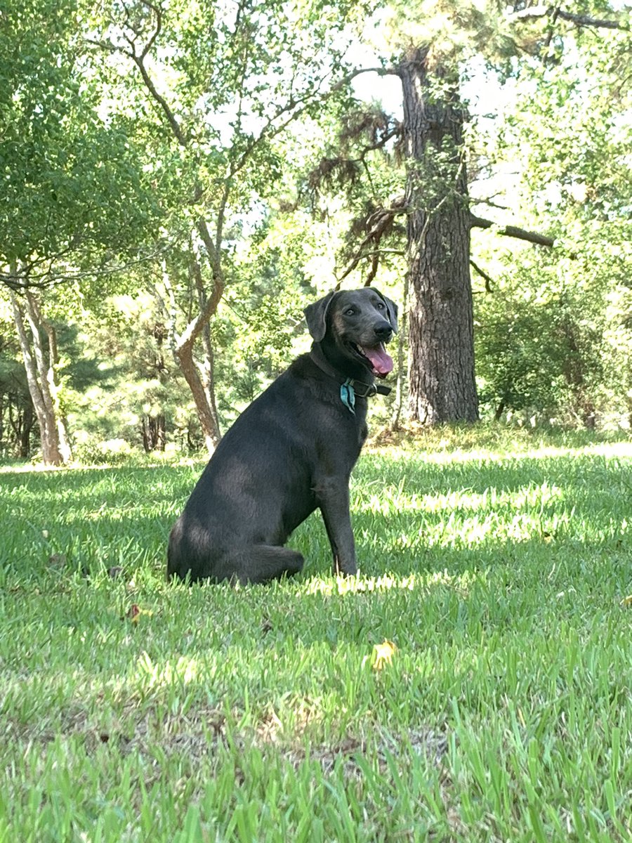 chusana11's tweet image. Seasonal depression really gave way to REAL ASS MF DEPRESSION. Y’all pray my boy Blue, he’s hanging on, but just barely. No vet wants to operate on him and I’m crying thinking I’m going to have to put him down. 😢