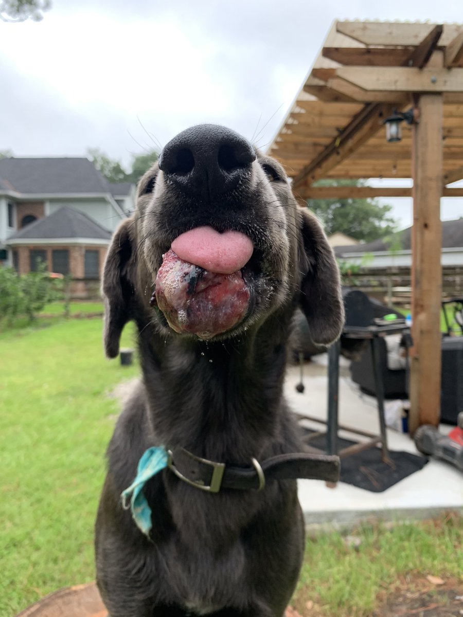 chusana11's tweet image. Seasonal depression really gave way to REAL ASS MF DEPRESSION. Y’all pray my boy Blue, he’s hanging on, but just barely. No vet wants to operate on him and I’m crying thinking I’m going to have to put him down. 😢