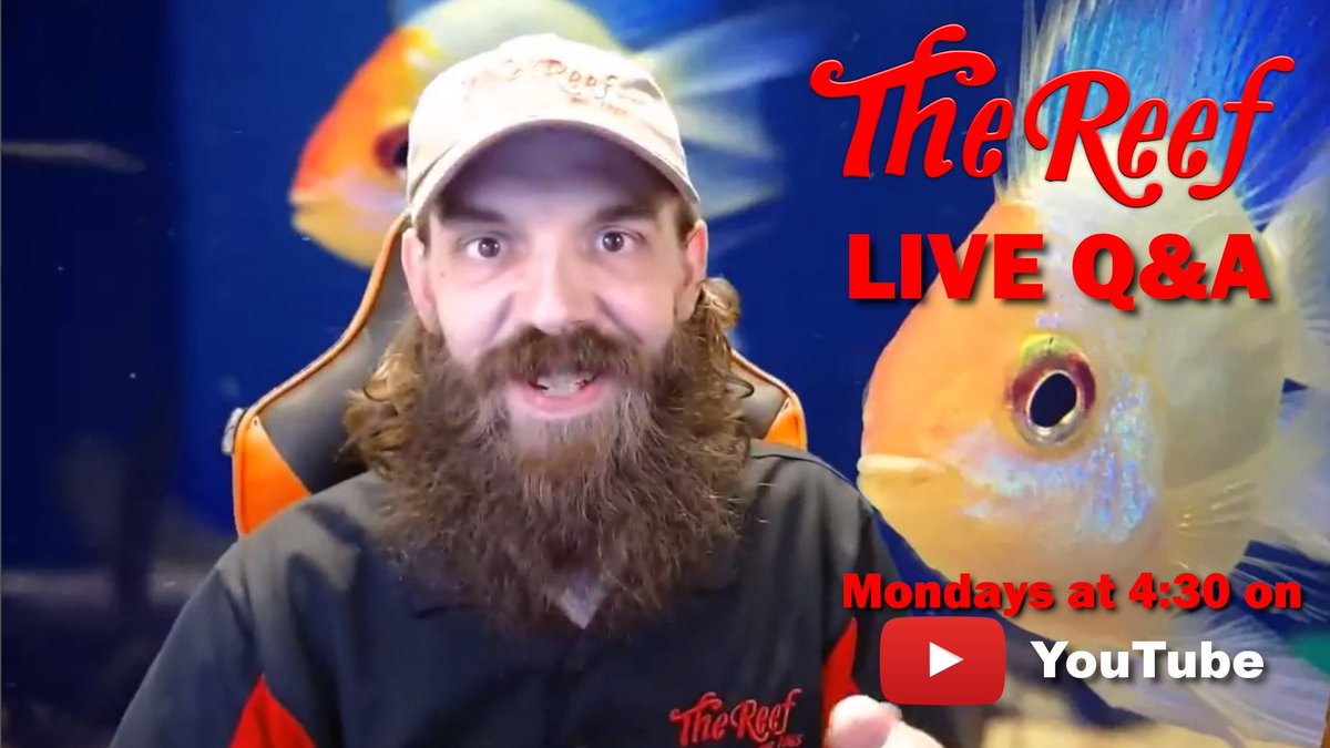 thereefINDY's tweet image. 🔴Don't miss our first regularly scheduled LIVE Q&amp;amp;A on our YouTube channel! (The Reef Indy)

We'll be going LIVE around 4:30pm today so be sure to subscribe and hit the bell icon!

#aquariumhobby #aquariumadvice #fishtuber #localfishstore #thereefindy #indianapolis #indy #indiana
