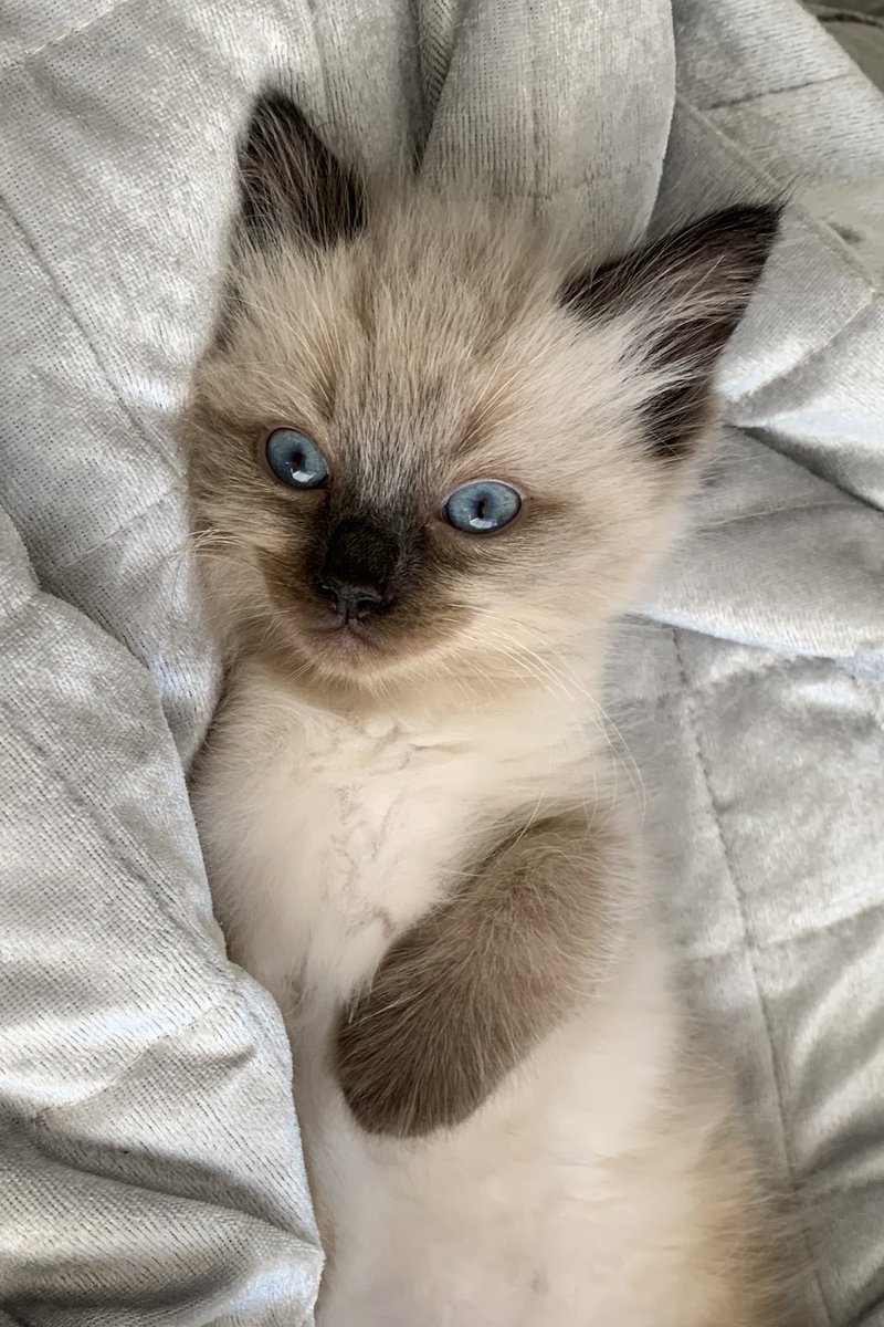 So in love with my little Blu 🥺🥺🥺🥺💙