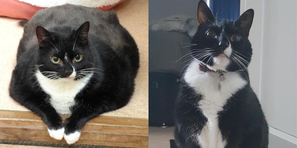 The_Blue_Cross's tweet photo. Poor Bob! Weight gain in our pets is serious, take Muffin who stole food and ending up weighing a massive 9.5 kilos! Thankfully she's lost a ton of weight and is happy and healthy. You can do it, Bob! πͺ #InsideAnimalAE #MondayMotivation https://t.co/3soOrCrg9G