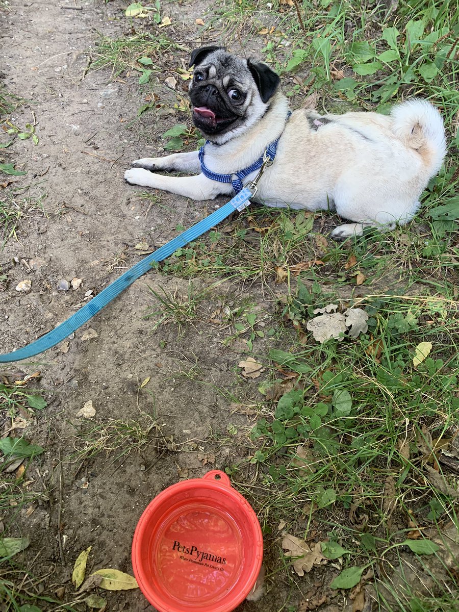 perkinspets's tweet photo. All this having fun is tiring and thirsty work! 😰 https://t.co/pDC6gKlbwb