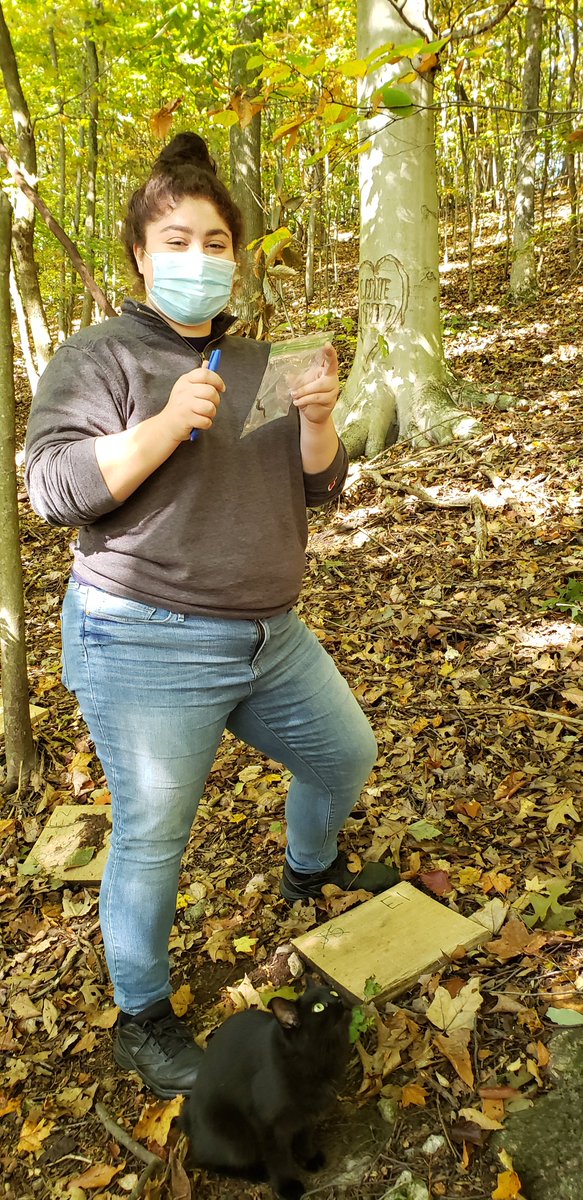SPARCnet_Sals's tweet photo. Dr. Tanya Matlaga and students at Susquehanna University had a successful field day last week. They kept busy measuring 48 salamanders in 3 plots, including two boards with three salamanders each & one individual with a forked tail! This can happen when tails regrow #SPARCnet https://t.co/mTFF1C8Jbj