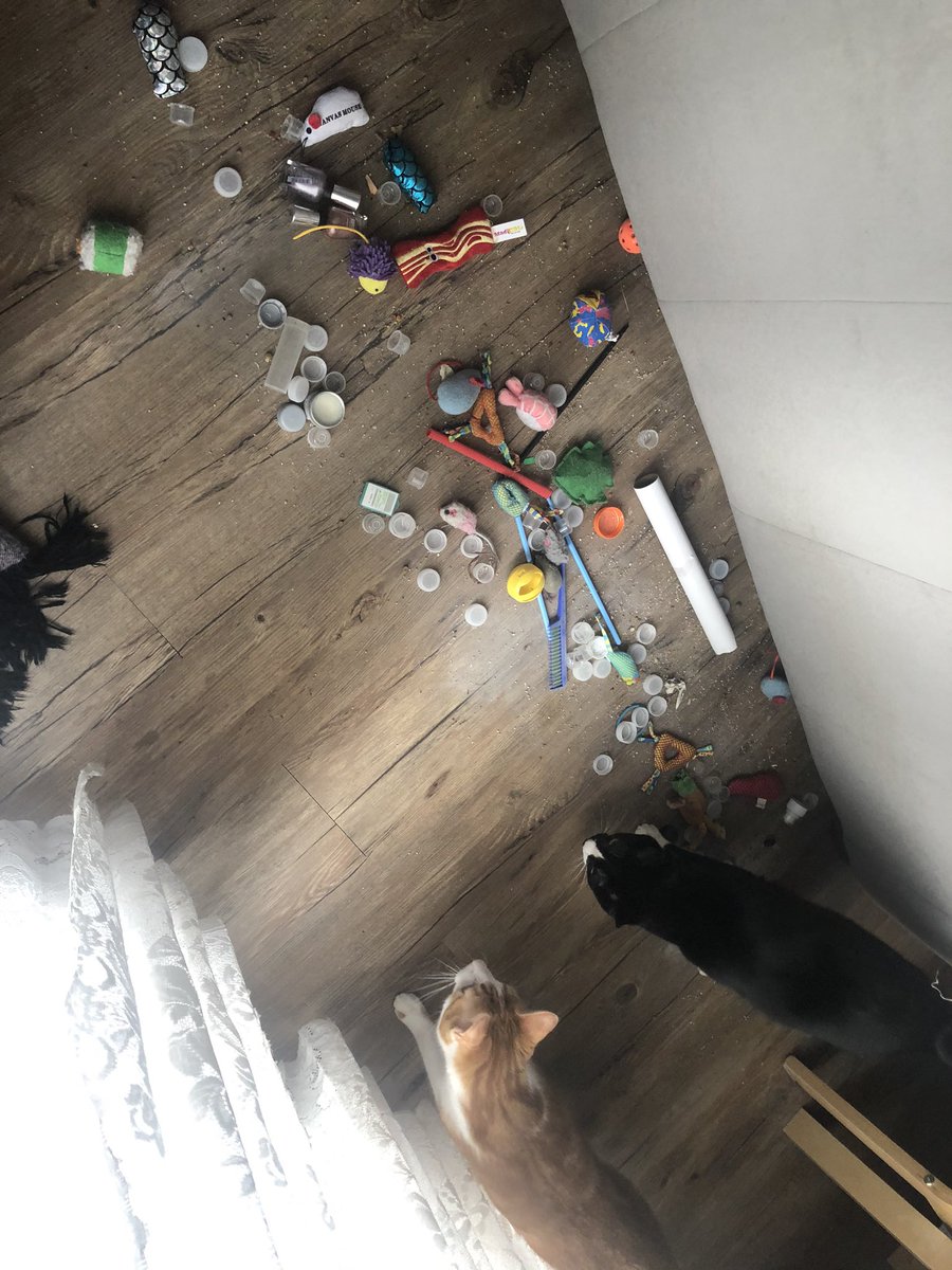 jen_grier's tweet photo. Shit! Mom found our major stash! Quick, grab as many toys as you can and then hide under the bed https://t.co/4uZNWbSWUx
