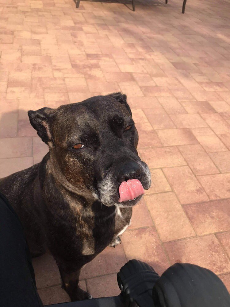 AdoptJuniper's tweet photo. This is how Juniper feels about rainy days and Mondays. Adult home only, no pets, knows many commands. Town of Hempstead Animal Shelter, NY https://t.co/9K9mtkp5d5 email to Adoption@tohmail.org #ShelterDogs #LongIsland https://t.co/UmMATfgkms