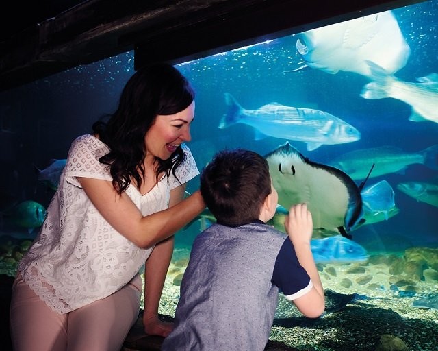 WIN a family ticket to 'Ascarium' at SEA LIFE
Competition ends: 20 Oct 2020
A chance for a family of 2 children and 2 adults to visit SEA LIFE this October holiday.

familiesonline.co.uk/offers-and-com…