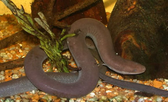 UGASREL's tweet photo. #UGASREL's Whit Gibbons talks about the Western hemisphere's longest amphibian, the two-toed amphiuma. Growing up to 4 feet in length & capable of generating a vicious bite, it is often mistaken for an eel. 📸 by JD Willson. #amphiuma #NotAnEel #Salamander https://t.co/rYf0m0kKsS https://t.co/4U9xmqjkhW