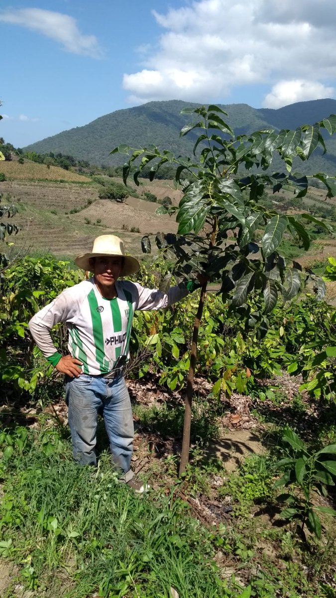 treeapp's tweet photo. Spotted👀 Mr Jesús Piñin from our planting partner @PROGRESO3 in Paimas District, Ayabaca Province. He has a mahogany plantation, an average of 1,000 plants🌳!⁠
⁠
#Progreso promotes formal access to credit and savings opportunities for 18,000+ agricultural producers in Peru🇵🇪⁠ https://t.co/iAqBW0E3gr