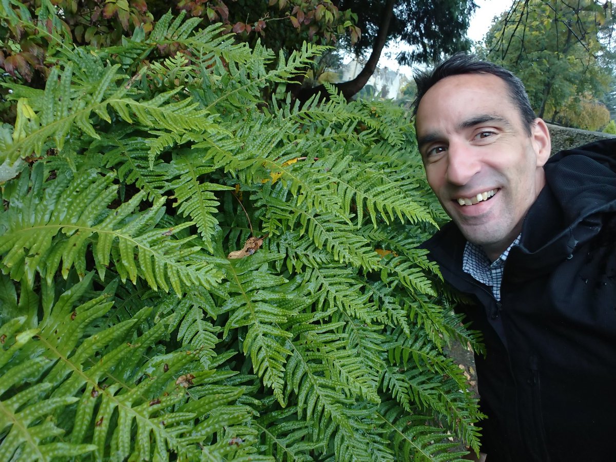 Jamie warren (@jamiewa50042387) on Twitter photo Common polypody (POLYPODIUM VULGARE) at kingscote church this afternoon <a href="/FernBPS/">British Pteridological Society</a> <a href="/BSBIbotany/">BSBI: Botanical Society of Britain & Ireland</a> Common polypody (POLYPODIUM VULGARE) at kingscote church this afternoon <a href="/FernBPS/">British Pteridological Society</a> <a href="/BSBIbotany/">BSBI: Botanical Society of Britain & Ireland</a>