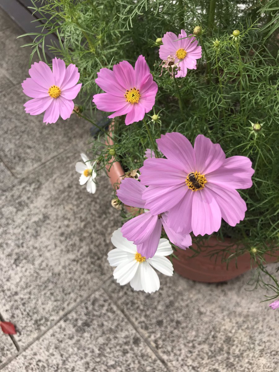 正松本 光昭 ピンク色のコスモス 神戸市北区の あいな里山国営公園 里山の農村風景が有り 棚田も池の水を使う