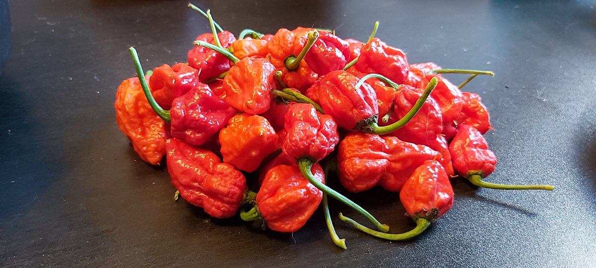 SuperHotsCanada's tweet image. Devil's Horn. #DevilsHorn #HotPeppers #PictouCounty #NovaScotia #greenhouse #spicy