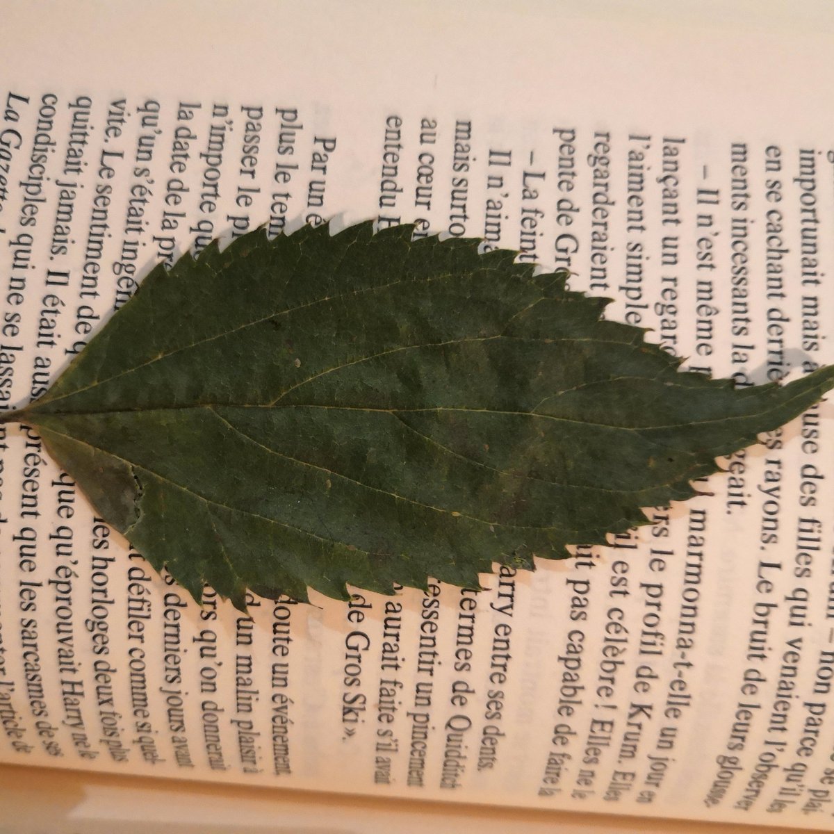 #NouvellePhotoDeProfil