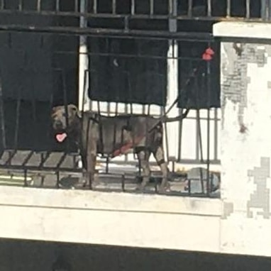 zulbeamarts's tweet image. Recien parida la tienen día y noche amarrada , pasa todo el día en el sol sin tener donde refugiarse la pobre lo que hace es llorar y ladrar sín  parar Av Manuel Felipe Tovar, Edif Mario  piso 4 apartamento da para la calle como se puede constatar en las en las fotos.Difundir!