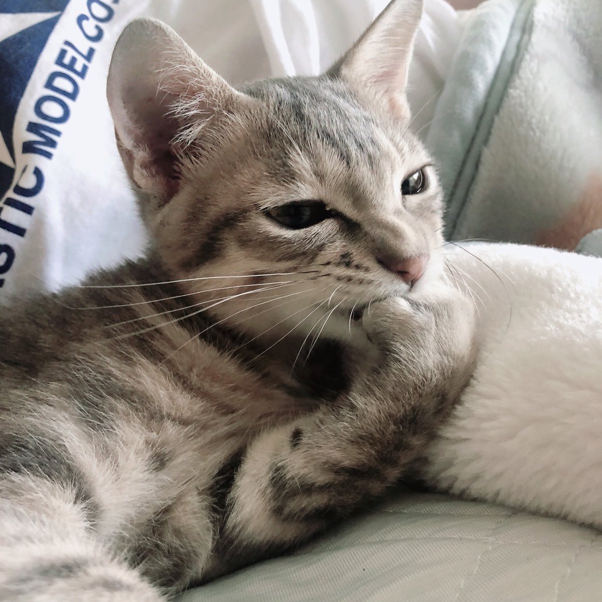 haikijipepe's tweet photo. おてて食べてる🐱
#灰キジのぺぺ
#猫 #ねこ #ネコ #にゃんこ #保護猫 #子猫 #ねこ部 #ねこすたぐらむ #猫すたぐらむ #にゃんすたぐらむ #ねこのきもち #猫のいる暮らし #猫好きさんと繋がりたい #保護猫と暮らす #cat #instcat #instpet #Gato #gatto #cute #ねこちゃんホンポ https://t.co/IU2lDwB8Yy