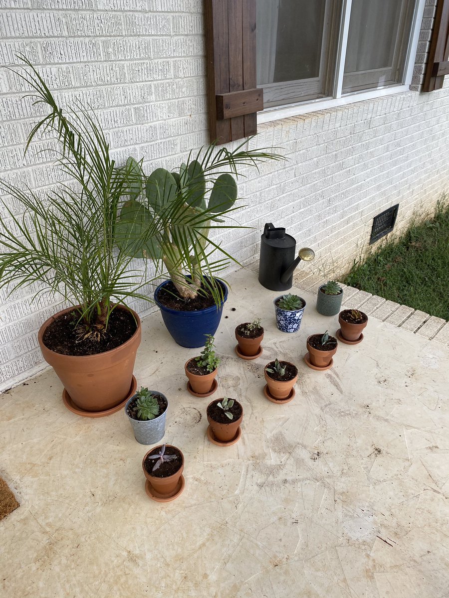 conlrush's tweet image. Also an update for your TL.. im a plant mom