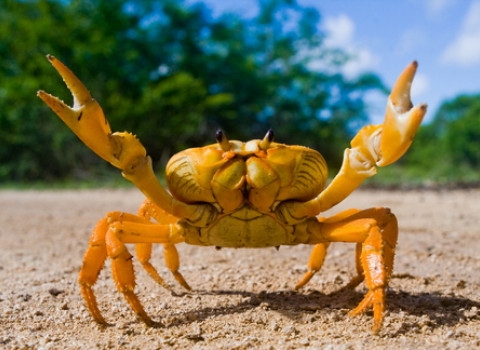 MeliaNassau's tweet photo. Raise your hand (or claw) if you could use some sun, sand &amp; sea! 🦀 #missingmelia https://t.co/CxQXPi5yx0