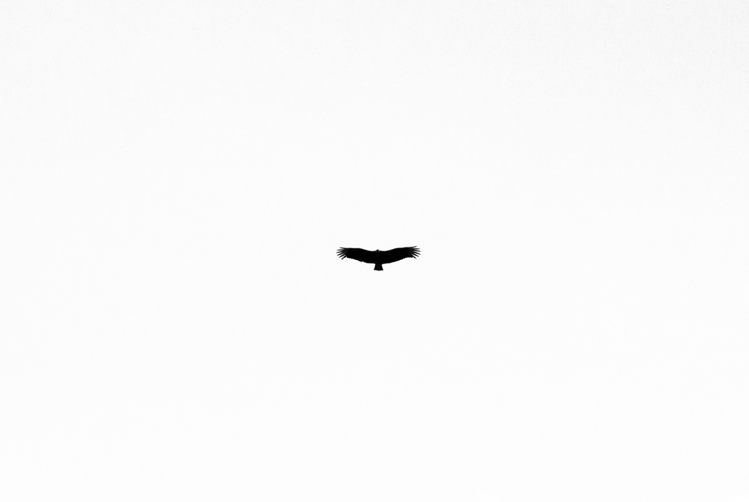 mcokas's tweet photo. to soar is thrilling...letting go + allowing the winds to carry you, in full trust.  may we all feel the thrill of soaring in our lives.
.
.
.
.
.
.
. #soaring #inspiration #motivation #lifecoaching #success #mindset #coaching #healing #subconscious #fear #unconsciousbeliefs #lea https://t.co/MS1HBuZZRh