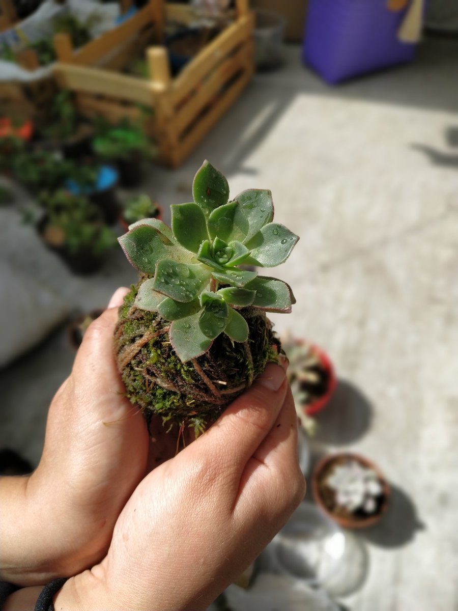 ¡Nos quedó al primer intento! 😌 #Kokedama de suculentas 🌿