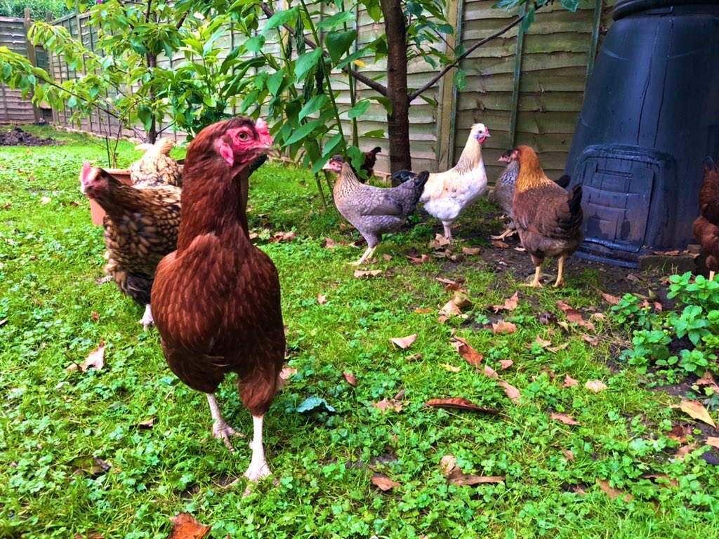 Always pose ready for the camera. #chickens #backyardpoultry #gardenchickens 🐔