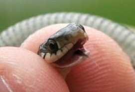 suseruser's tweet image. GuNa