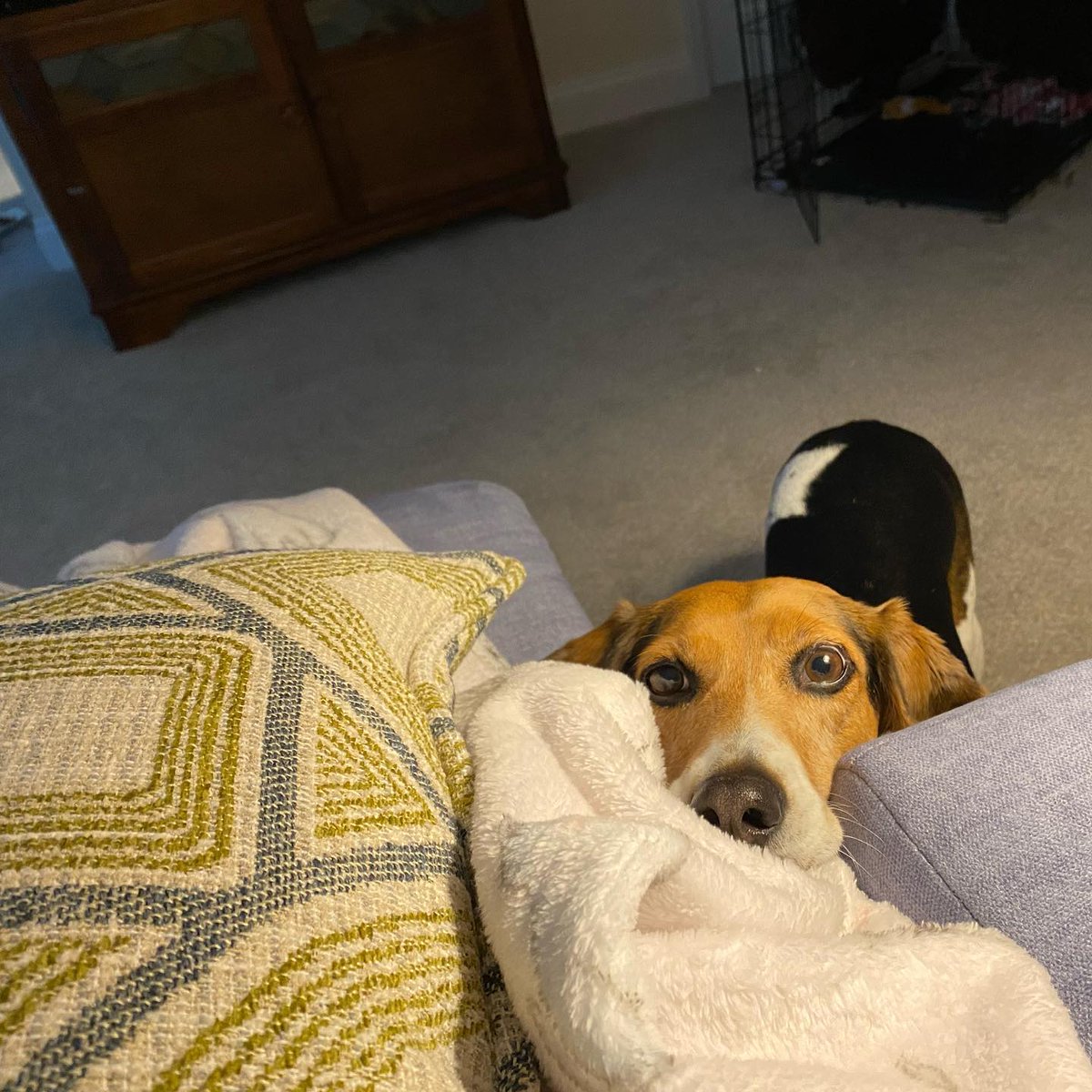 MrsKRutledge's tweet photo. Happy 'gotcha' day! We adopted our sweet girl Maisie one year ago! ❤️🐶 https://t.co/oKVAMxAjAV