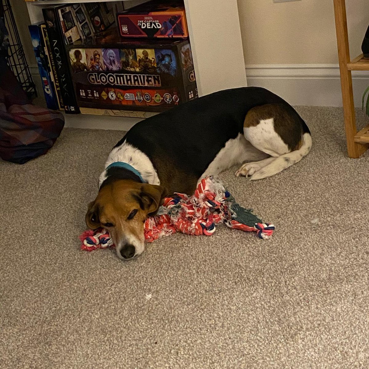 MrsKRutledge's tweet photo. Happy 'gotcha' day! We adopted our sweet girl Maisie one year ago! ❤️🐶 https://t.co/oKVAMxAjAV