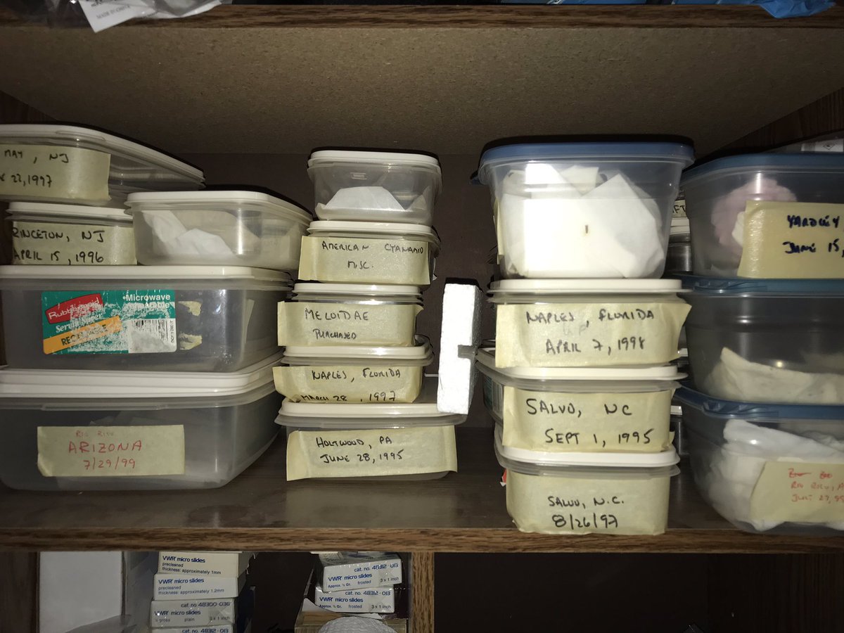 BugGuy5's tweet photo. Covid concerns have cut back on my insect collecting trips.  No worries-My bug vault contains still-to-be ID’d dried specimens from family vacations years ago. The Ornate Bella Moths in this envelope waited 22 years  to be relaxed, pinned, labeled,  and ID’d. Discovery continues. https://t.co/olawch7rUq