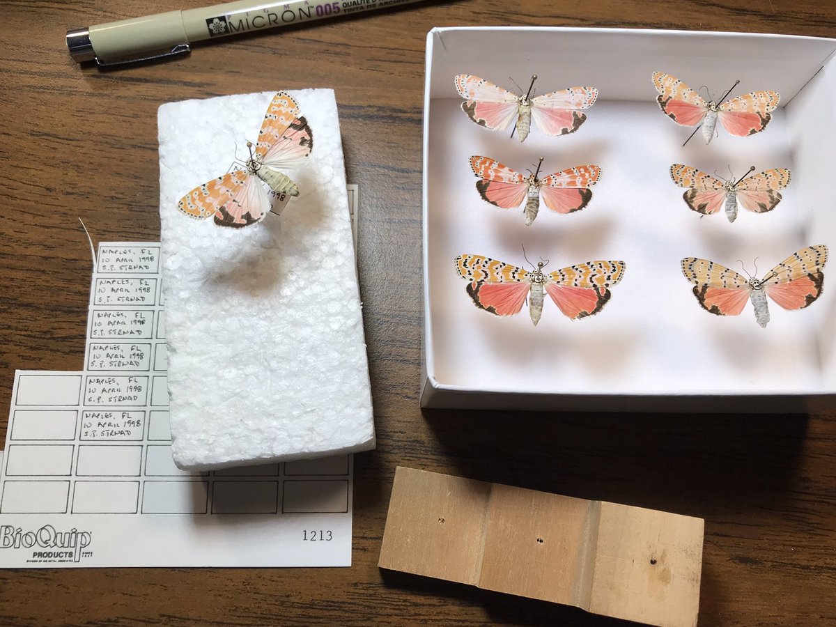 Covid concerns have cut back on my insect collecting trips.  No worries-My bug vault contains still-to-be ID’d dried specimens from family vacations years ago. The Ornate Bella Moths in this envelope waited 22 years  to be relaxed, pinned, labeled,  and ID’d. Discovery continues.