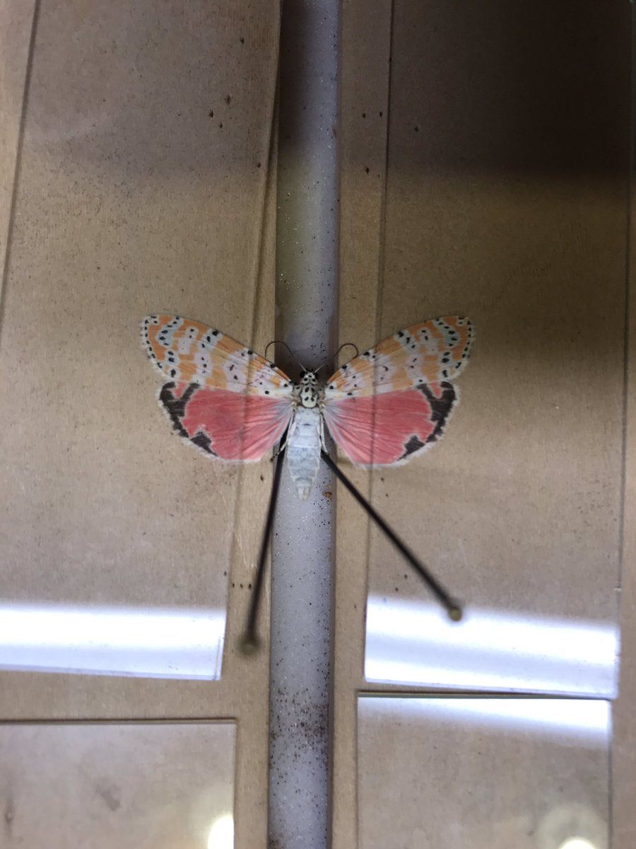 BugGuy5's tweet photo. Covid concerns have cut back on my insect collecting trips.  No worries-My bug vault contains still-to-be ID’d dried specimens from family vacations years ago. The Ornate Bella Moths in this envelope waited 22 years  to be relaxed, pinned, labeled,  and ID’d. Discovery continues. https://t.co/olawch7rUq