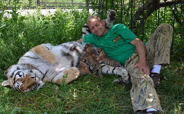 Парк тайган в крыму последние новости. Парк Львов Тайган тигр. Директор парка Львов Тайган. Крым тигры сафари парк.