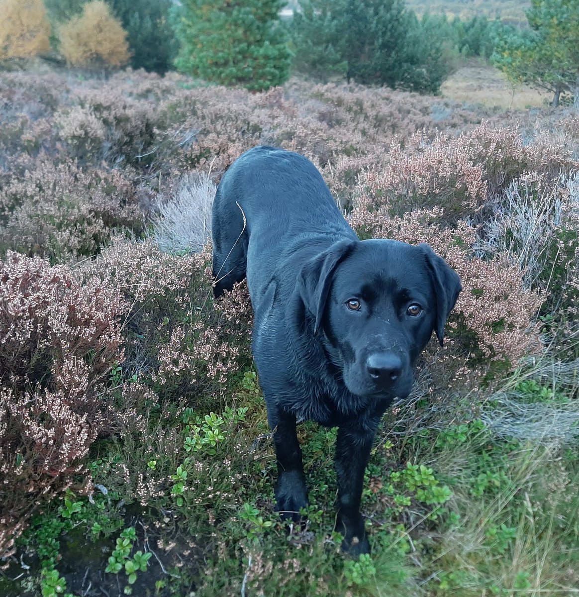 shirlieclaire's tweet photo. Hank the Tank is now three quarters and celebrated by finally learning to jump into the car boot. #lazylab #lockdownpup https://t.co/p4SEnAMuDl