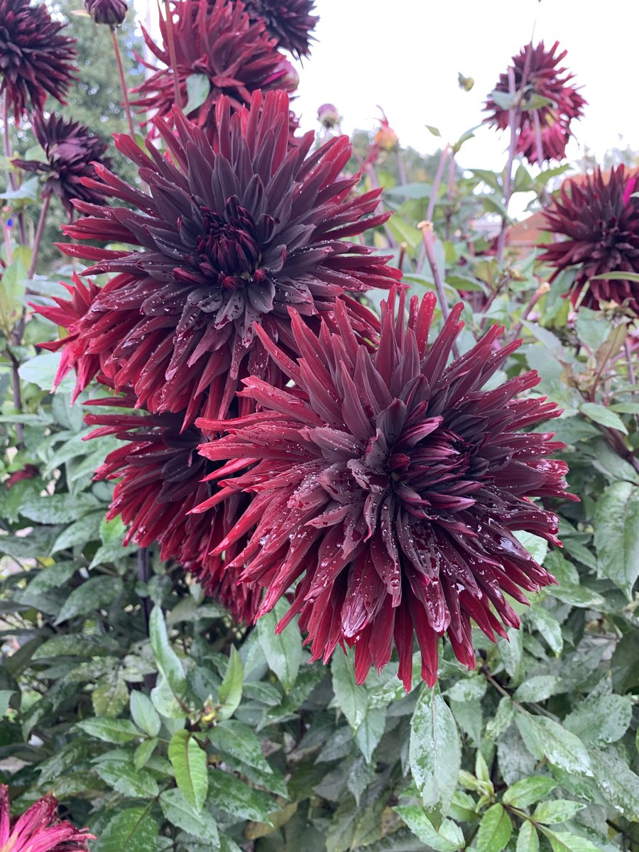 DahliaDahliaDahlia...