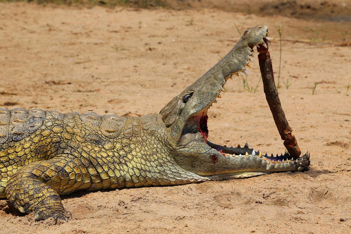 OutdoorsmanINT's tweet photo. Mozambique Crocodile Safari🇲🇿

#africa #Mozambique #crocodile #hunt #hunting #safari #adventure #reptiles #hunt https://t.co/uzcDGBUz4H