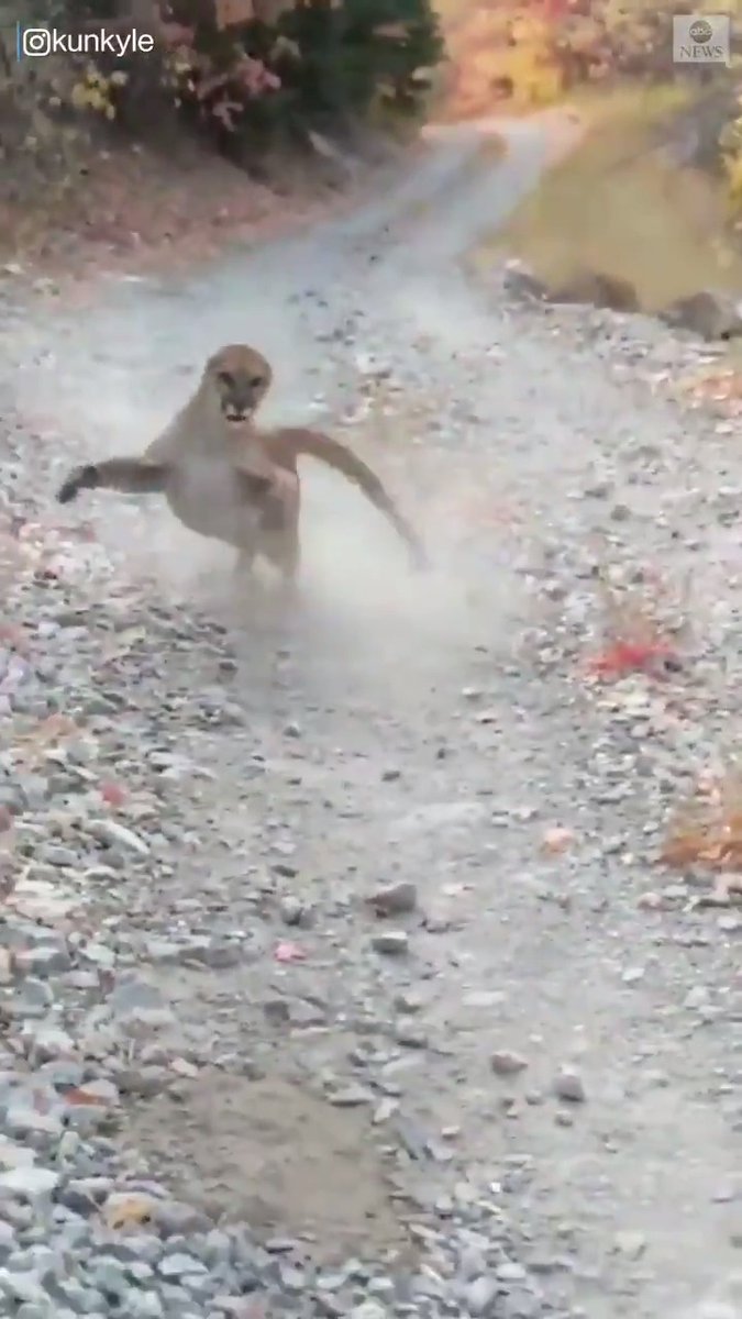 野生動物は本当に危険…。クーガーに遭遇し追いかけられる映像が恐怖！