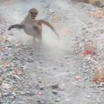 野生動物は本当に危険…。クーガーに遭遇し追いかけられる映像が恐怖!