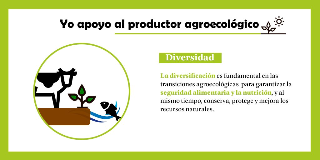 ProdEcologicBol's tweet photo. El proceso de transición agroecológica y de diversificación de la producción agrícola de los productores aplica técnicas agroecológicas en los cultivos de granos básicos y la implantación de huertos familiares.
#AOPEB #Producimos_Para_Vivir_Bien #UEenBolivia #PracticalAction https://t.co/EUTOGF46I7