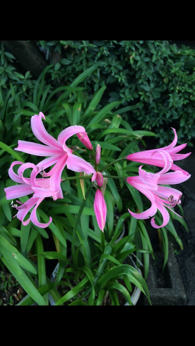 リコリス Lycoris Twitter Search