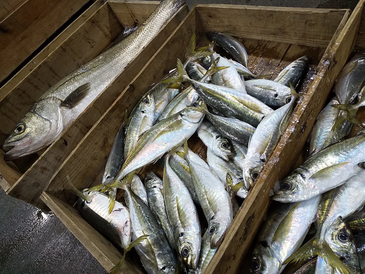 株 岩国魚市場 の中の人 わやじゃったｗｗ